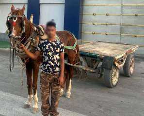 الأمن يكشف ملابسات فيديو اصطدام «عربة كارو» بسيدة... الأمن يكشف ملابسات فيديو اصطدام «عربة كارو» بسيدة أجنبية في شمال سيناء