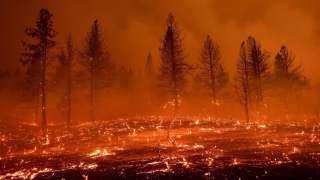 الأمم المتحدة: غابات العالم في خطر جسيم بسبب... الأمم المتحدة: غابات العالم في خطر جسيم بسبب احترار الكوكب والحرائق والآفات