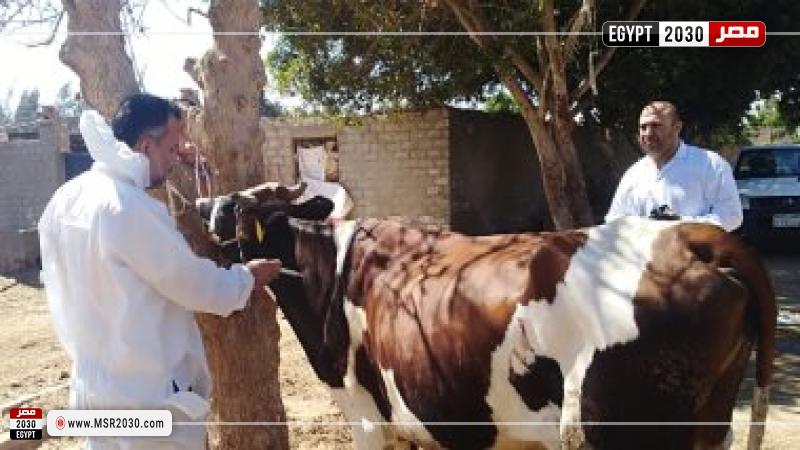 تحصين المواشي