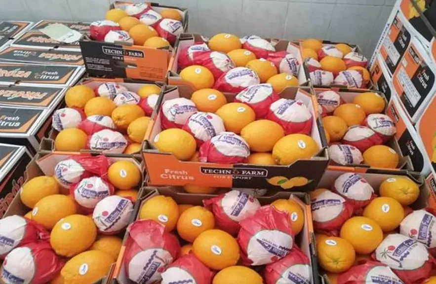 صادرات البرتقال