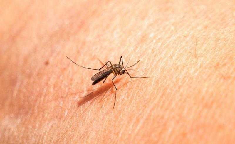 طرق فعالة للتخلص من الحشرات.. تفاصيل