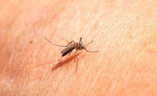 طرق فعالة للتخلص من الحشرات.. تفاصيل طرق فعالة للتخلص من الحشرات.. تفاصيل