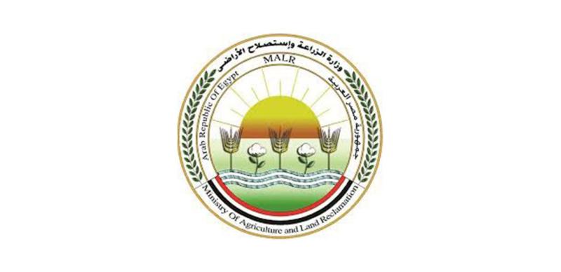 الزراعة: تصدير أكثر من مليون شتلة فراولة خلال أكتوبر الماضي