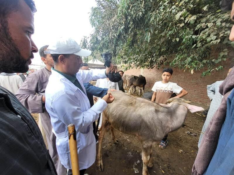 الزراعة تدعم صغار المربين بالقرى الأكثر احتياجًا | تفاصيل
