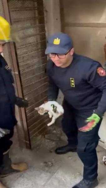 أمن الفيوم ينقذ قطة محتجزة داخل محل مغلق