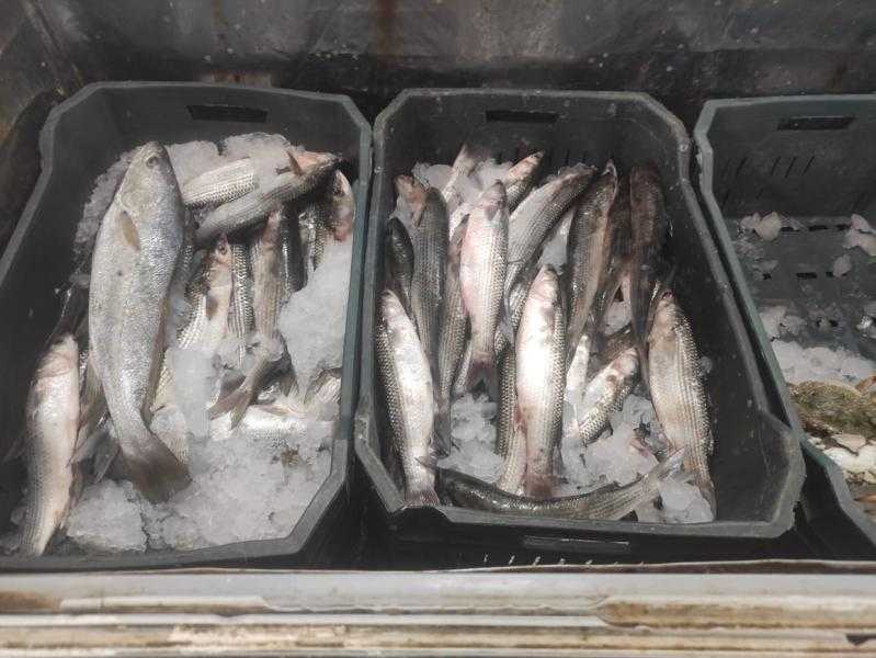 الغربية: ضبط 236 كيلو أغذية غير صالحة وألحوم مذبوحة خارج المجازر