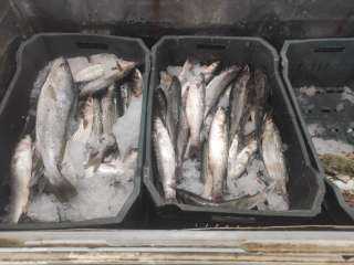 الغربية: ضبط 236 كيلو أغذية غير صالحة وألحوم مذبوحة خارج المجازر