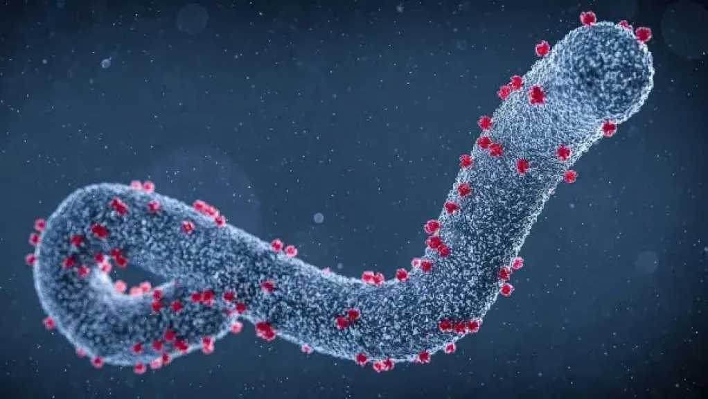 استشاري مناعة توضح طرق انتشار فيروس «ماربورج» وسبل الوقاية منه