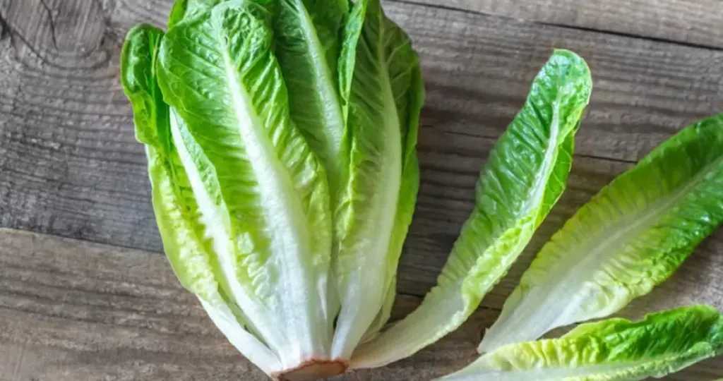 يرطب الجسم ويساعد على خسارة الوزن.. فوائد الخس