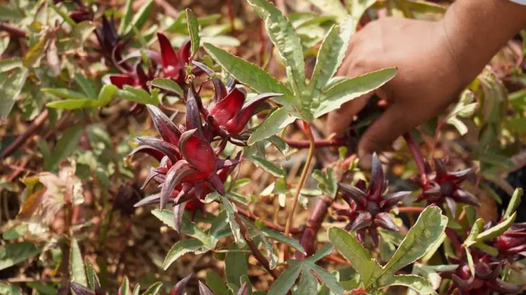 انطلاق موسم جني الكركدية بأسوان