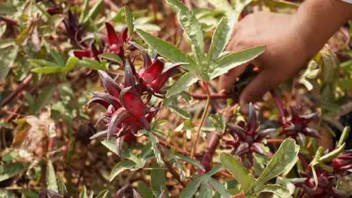 انطلاق موسم جني الكركدية بأسوان انطلاق موسم جني الكركدية بأسوان