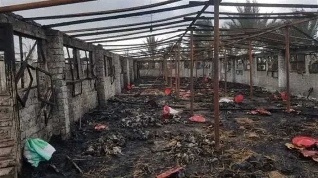 حريق مزرعة دواجن بالمحلة يتسبب في نفوق 7 آلاف دجاجة