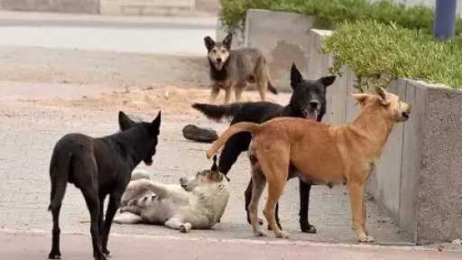 رئيس جمعية الرفق بالحيوان: انتشار الكلاب الضالة في... رئيس جمعية الرفق بالحيوان: انتشار الكلاب الضالة في مصر تجاوز الحدود الطبيعية والأزمة وصلت مرحلة بالغة الخطورة