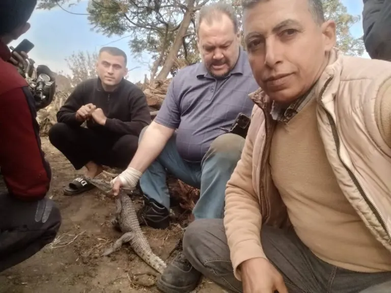 اصطياد تمساح قرية الزوامل في بلبيس