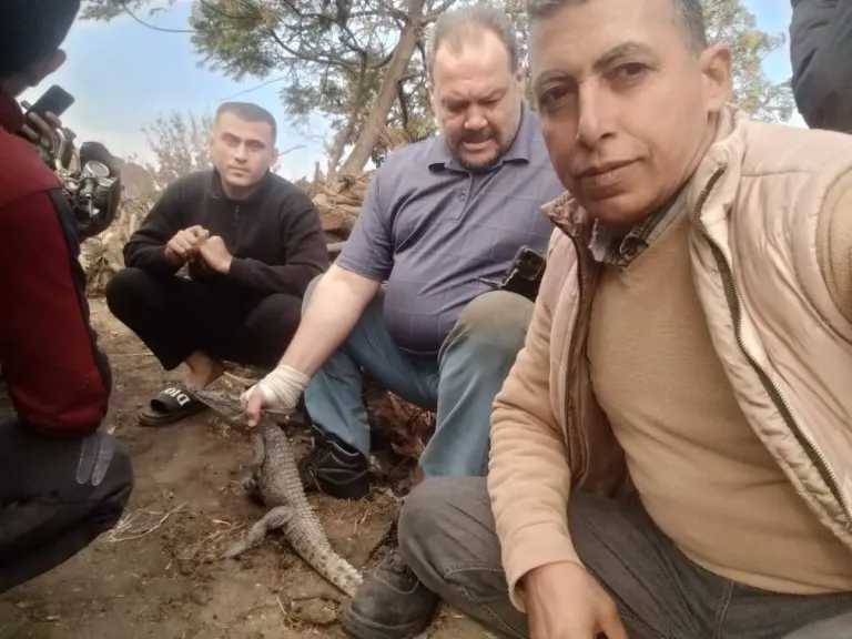 شاهد.. اصطياد تمساح قرية الزوامل في بلبيس