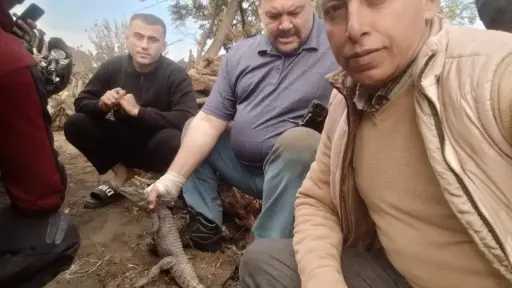 شاهد.. اصطياد تمساح قرية الزوامل في بلبيس شاهد.. اصطياد تمساح قرية الزوامل في بلبيس