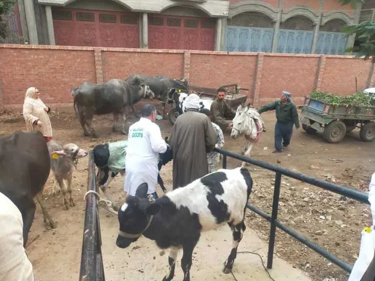 بيطري الغربية: تقديم العلاج لـ186 حيوانا وماشية و2660 طائرا.. وصرف التحصينات والأدوية