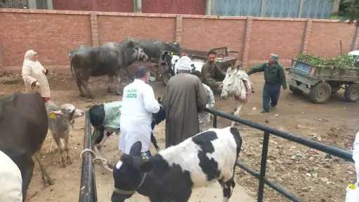 بيطري الغربية: تقديم العلاج لـ186 حيوانا وماشية و2660... بيطري الغربية: تقديم العلاج لـ186 حيوانا وماشية و2660 طائرا.. وصرف التحصينات والأدوية