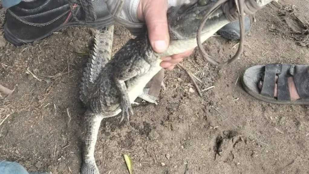 تمساح الزوامل.. قصة أخطر 7 أيام عاشها أهل الشرقية