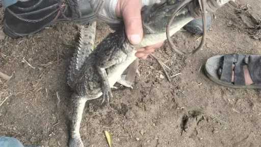 تمساح الزوامل.. قصة أخطر 7 أيام عاشها أهل... تمساح الزوامل.. قصة أخطر 7 أيام عاشها أهل الشرقية