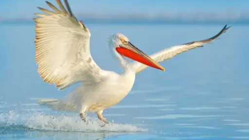 البيئة تصادر طيور البجع من محال لبيع الأسماك بالسويس وجنوب سيناء