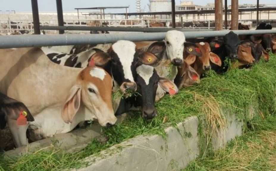 المركز الإعلامي لمجلس الوزراء يوضح حقيقة نفوق 500 رأس ماشية بمحافظة المنوفية