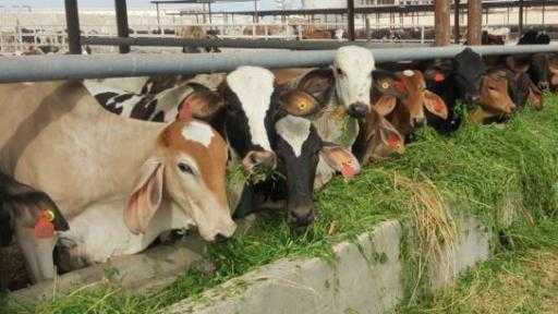 المركز الإعلامي لمجلس الوزراء يوضح حقيقة نفوق 500 رأس ماشية بمحافظة المنوفية