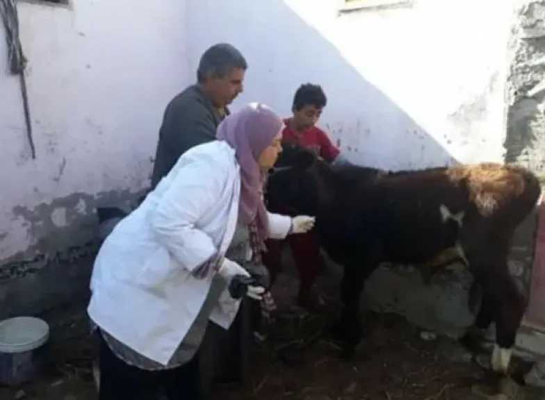 إعلام الوزراء يكشف حقيقة نفوق 500 رأس ماشية بمحافظة المنوفية