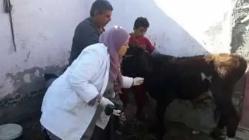 إعلام الوزراء يكشف حقيقة نفوق 500 رأس ماشية... إعلام الوزراء يكشف حقيقة نفوق 500 رأس ماشية بمحافظة المنوفية