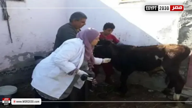 إعلام الوزراء يكشف حقيقة نفوق 500 رأس ماشية بمحافظة المنوفية