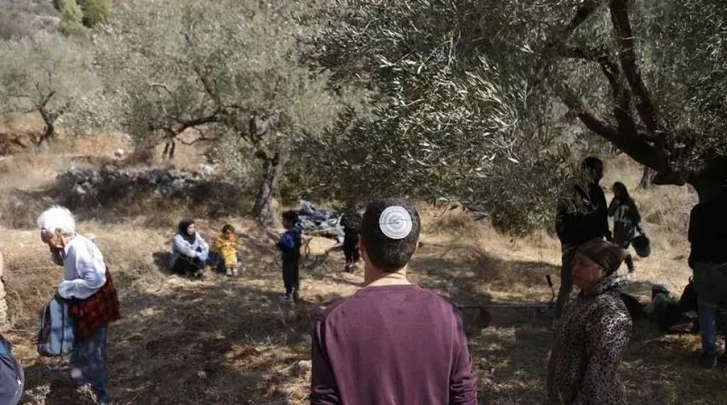 مستوطنون إسرائيليون يتلفون 40 شجرة زيتون بالقدس