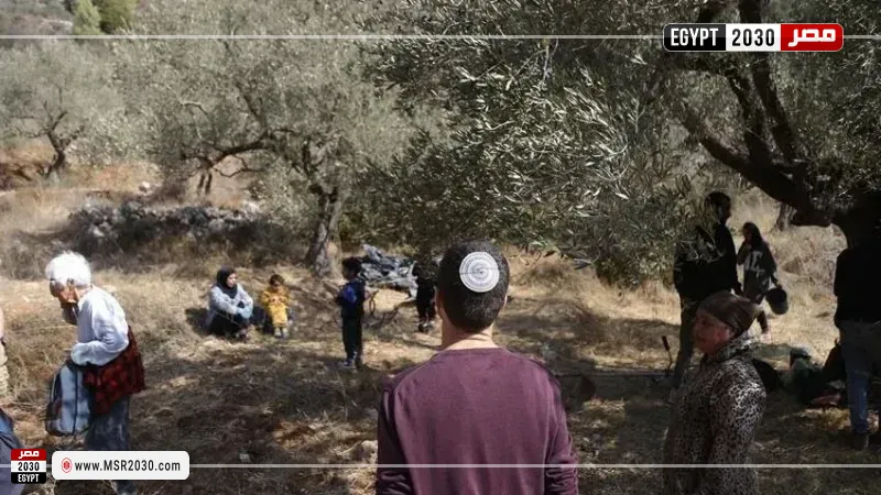 مستوطنون إسرائيليون يتلفون 40 شجرة زيتون بالقدس