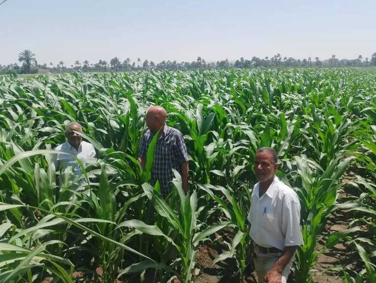 هل المحاصيل والمنازل مهددة بالهدم بسبب النمل الأبيض؟.. الزراعة توضح