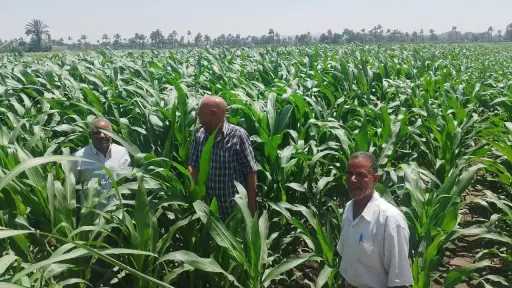 هل المحاصيل والمنازل مهددة بالهدم بسبب النمل الأبيض؟.. الزراعة توضح