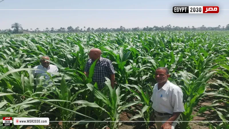 المحاصيل الزراعية