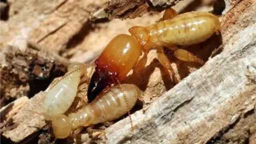 الزراعة تتابع موقف النمل الأبيض وتتفقد الزراعات الشتوية في محافظات الصعيد