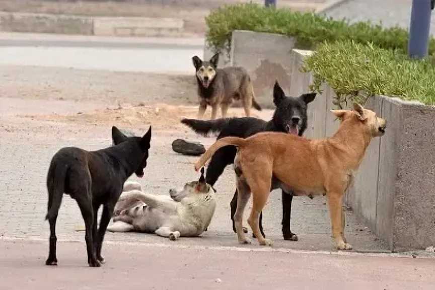 الفلاحين: قافلة وزراة الزراعة حصنت عشرات الكلاب بمركز إسنا