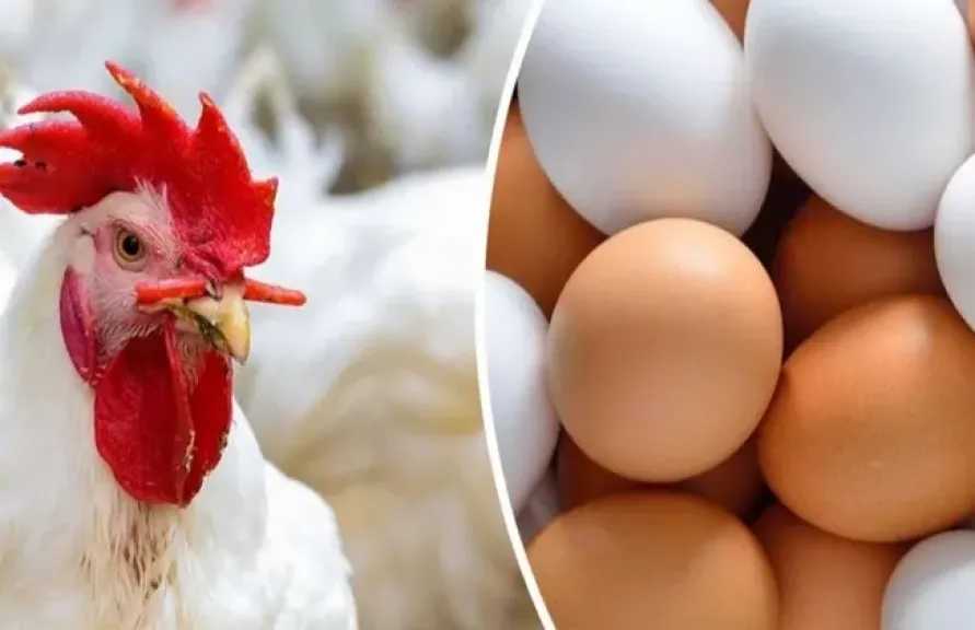 متحدث الزراعة: اكتفاء ذاتي كامل في البيض والدواجن البيضاء