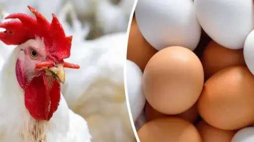 متحدث الزراعة: اكتفاء ذاتي كامل في البيض والدواجن... متحدث الزراعة: اكتفاء ذاتي كامل في البيض والدواجن البيضاء