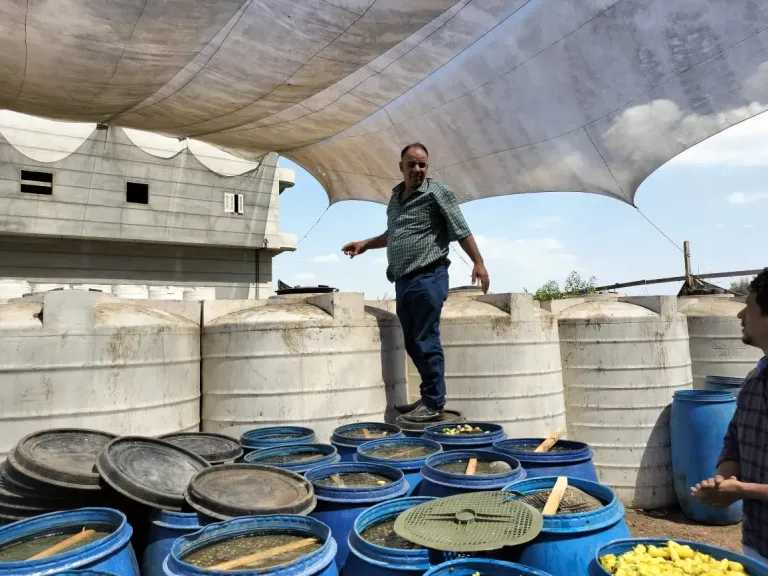 مصادرة 7 أطنان مخللات مجهولة المصدر وبدون بيانات ويشتبه بعدم صلاحيتها في الغربية