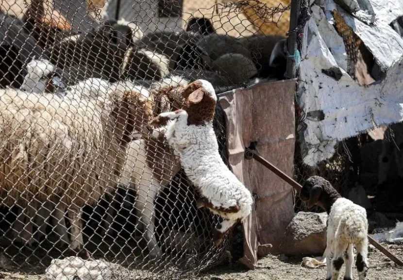 سوريا.. رصاص إسرائيلي يتسبب بنفوق أغنام في القنيطرة