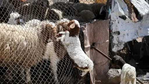 سوريا.. رصاص إسرائيلي يتسبب بنفوق أغنام في القنيطرة