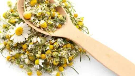 بعد تصدره الترند.. تعرف على أضرار الإفراط في... بعد تصدره الترند.. تعرف على أضرار الإفراط في تناول البابونج