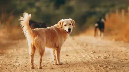 رئيس الهيئة العامة للخدمات البيطرية يكشف حقيقة انتشار... رئيس الهيئة العامة للخدمات البيطرية يكشف حقيقة انتشار السعار بين كلاب الشوارع