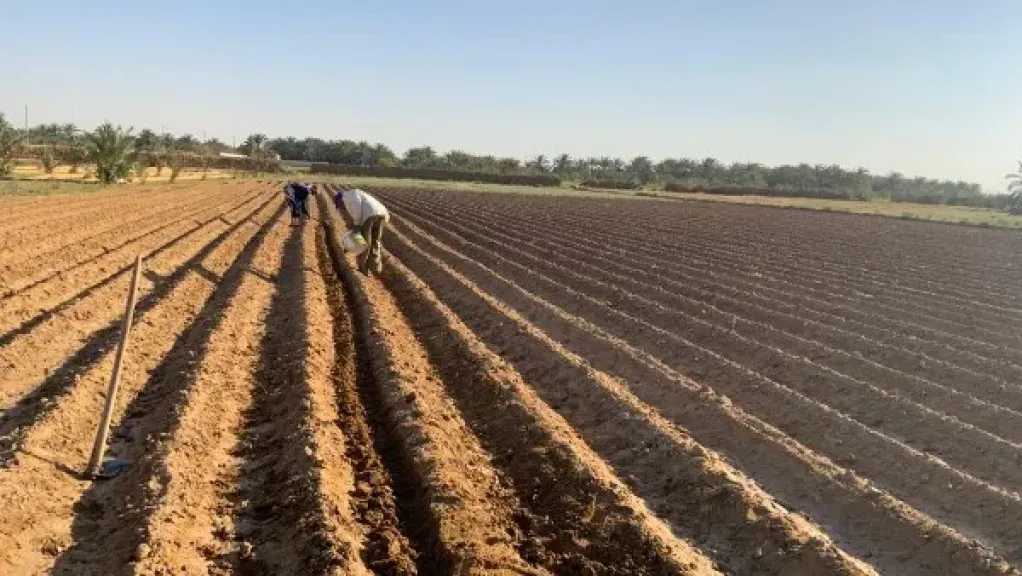 نجاح أول تجربة لزراعة ”فول الصويا” بالوادي الجديد لتقليل الفجوة الاستيرادية بالوادي الجديد
