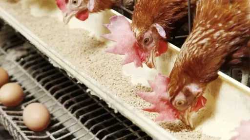 ثروت الزيني: المخاوف من وصول أسعار الدواجن إلى 90 جنيهًا قبل رمضان مبالغ فيها