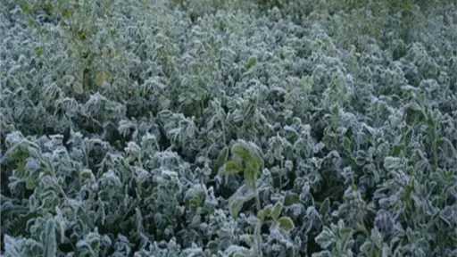 ”تغيّر المناخ” يحذّر من شتاء أشد برودة وتقلبات... ”تغيّر المناخ” يحذّر من شتاء أشد برودة وتقلبات حادة تؤثر على المحاصيل والمواطنين