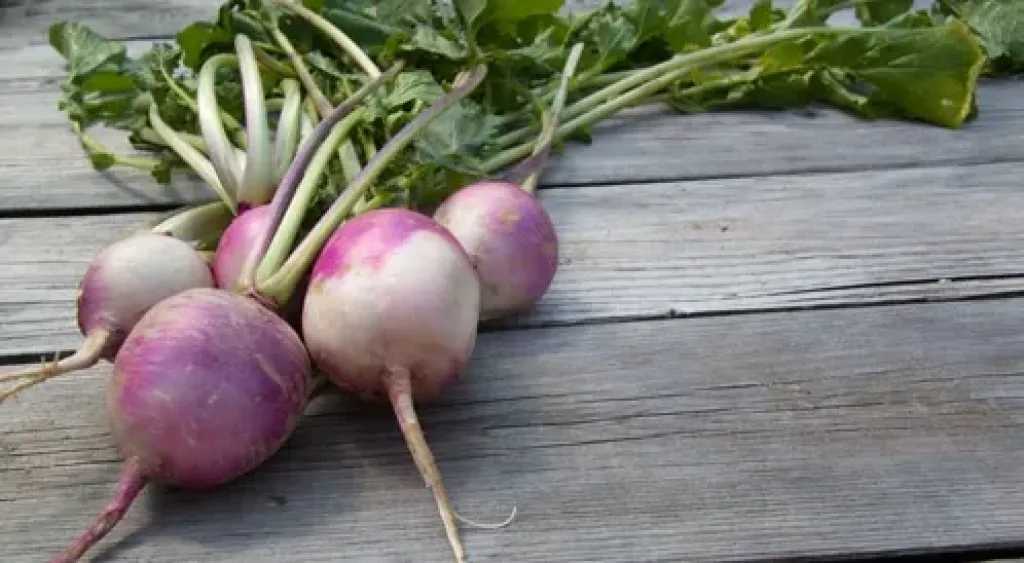 تعرف على فوائد اللفت وأضرار الإفراط في تناوله