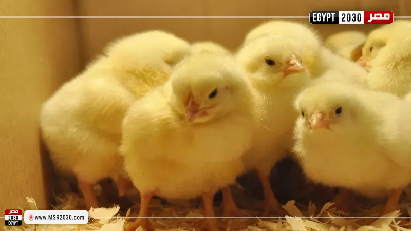 أسعار الكتاكيت اليوم