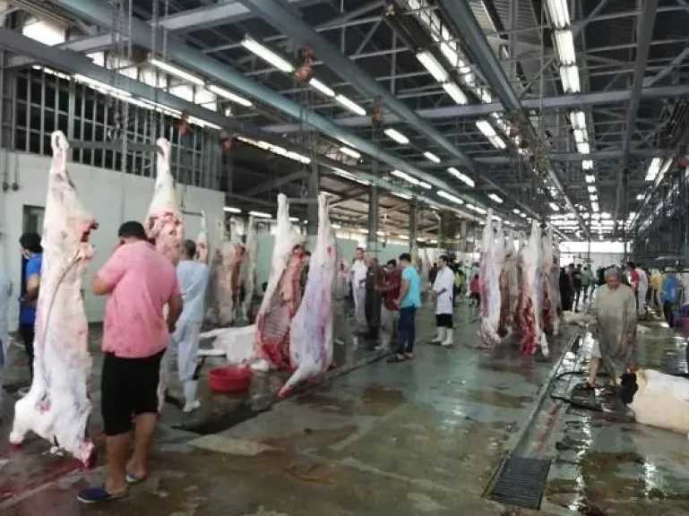 الزراعة: المجازر استقبلت 705 آلاف رأس ماشية خلال النصف الثاني من 2025